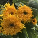 20 Seeds Pleniflorous Fuzzy Sunflower