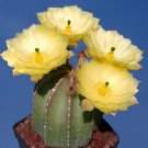 24 Seeds Echinocereus subinermis Cactus