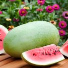 12 Seeds Watermelon Light Green Stripe Red Inside Fruit