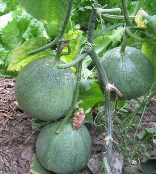1000 Seeds Sweet Melon 'Luzun' Hybrid Fruit
