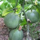 1000 Seeds Sweet Melon 'Luzun' Hybrid Fruit