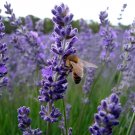 40 Seeds Blue Purple Lavender Series Bonsai Flowers