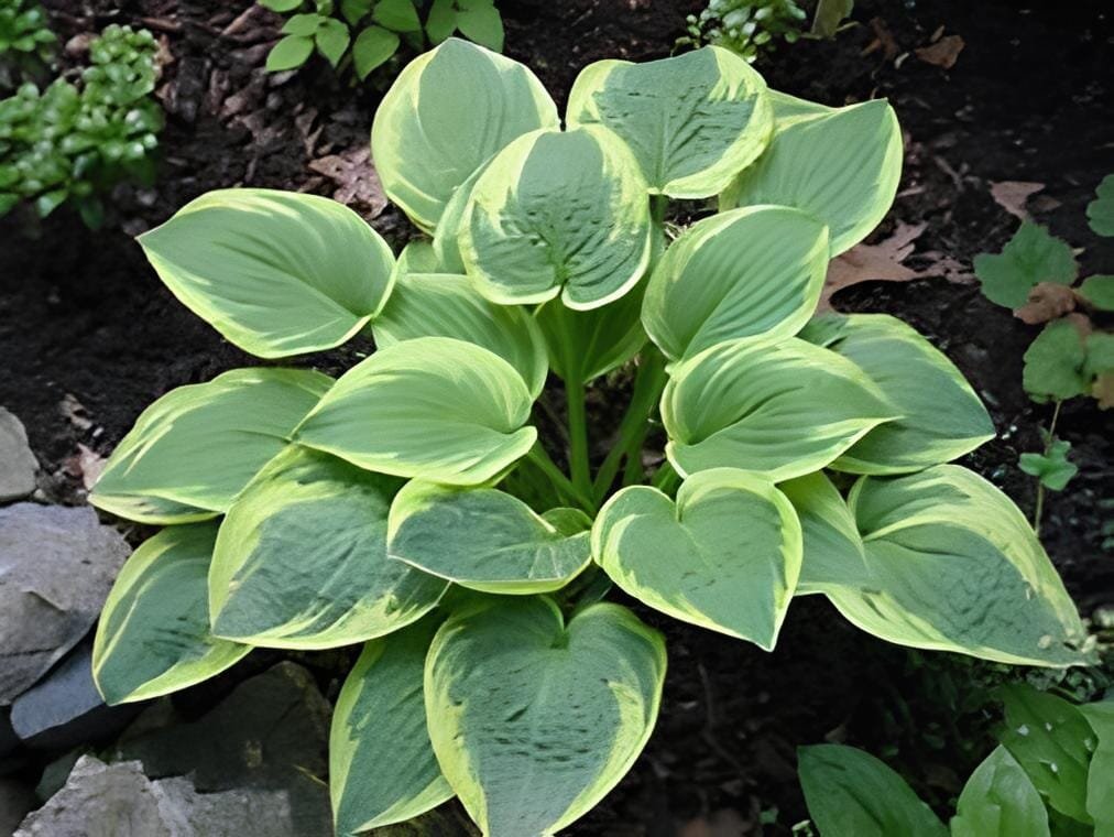 200 Seeds Hosta Plants White Light Green Stripes Leaves