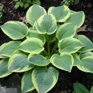 200 Seeds Hosta Plants White Light Green Stripes Leaves