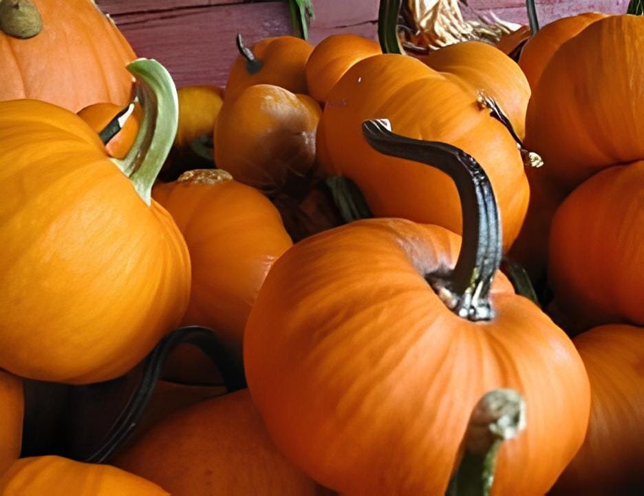 20 Seeds Sweet Reba Acorn Cucurbita Pepo Square Vegetable Organic