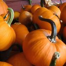 20 Seeds Sweet Reba Acorn Cucurbita Pepo Square Vegetable Organic