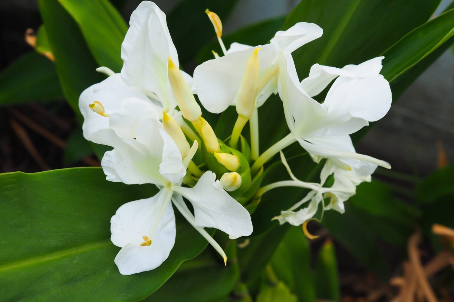 60 Seeds White Gingeli