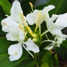60 Seeds White Gingeli