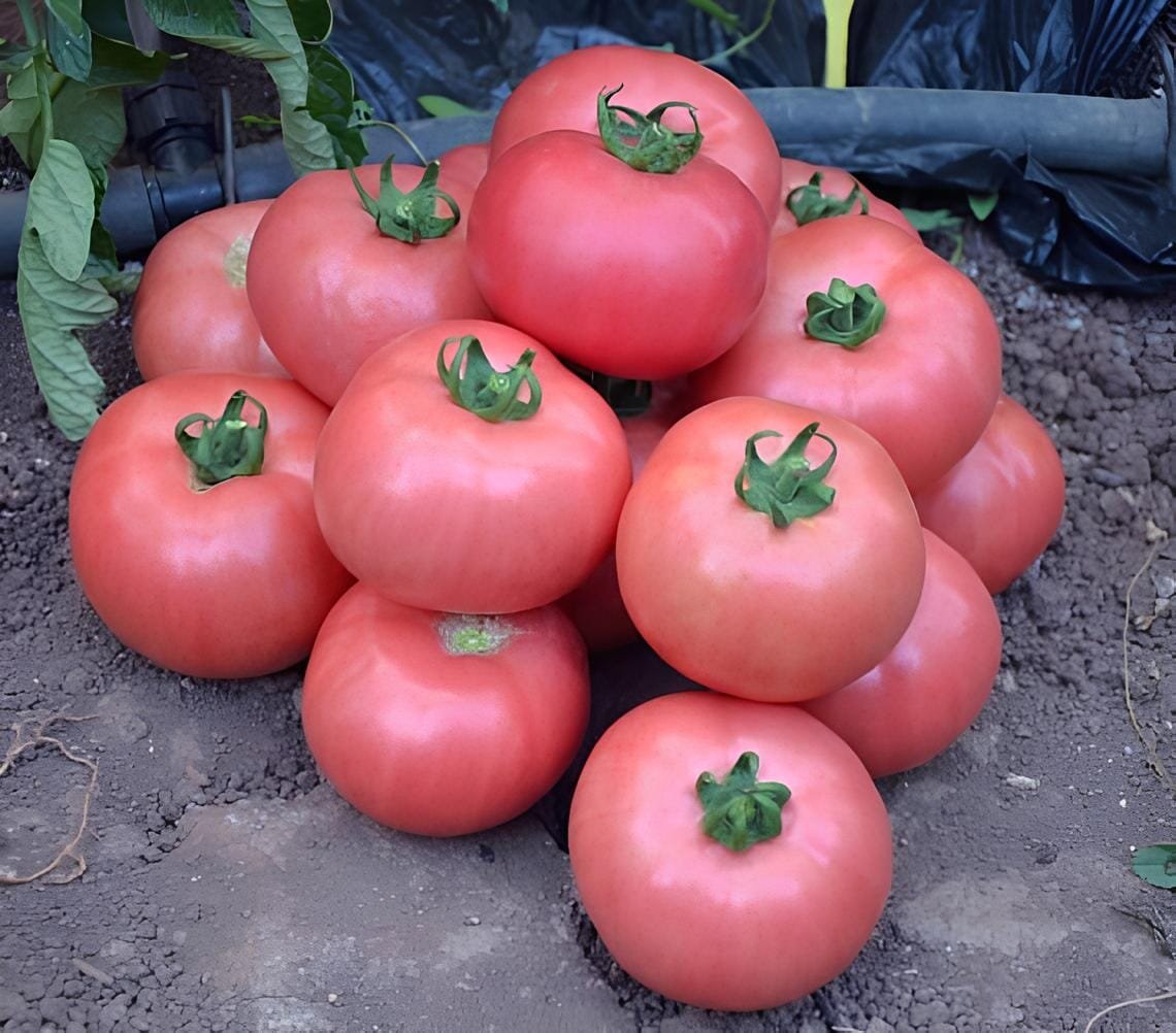 200 Seeds Tomato Brandywine Pink Organic
