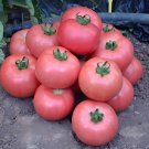 200 Seeds Tomato Brandywine Pink Organic