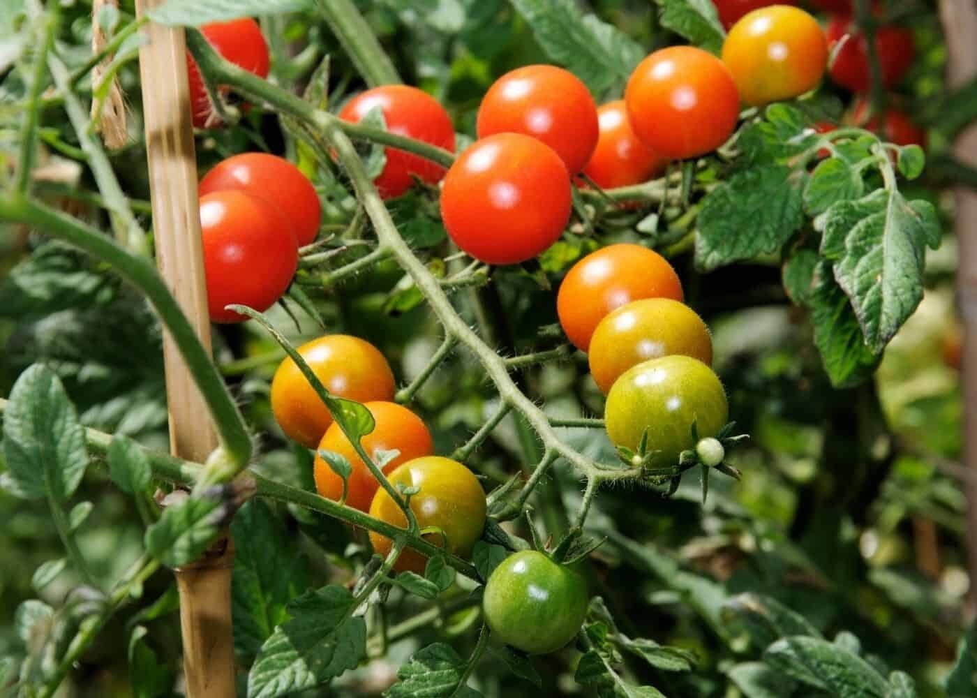 40 Seeds Rainbow Tomato Truss Cherry Fruit