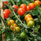 40 Seeds Rainbow Tomato Truss Cherry Fruit