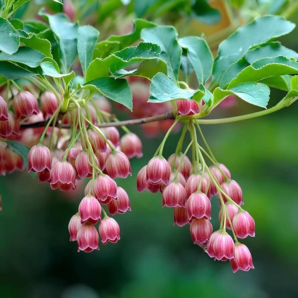 200 Seeds Chinese Enkianthus Flower