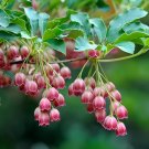 200 Seeds Chinese Enkianthus Flower