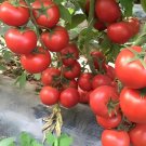 10 Seeds Red Big Tomato Hybrid F1