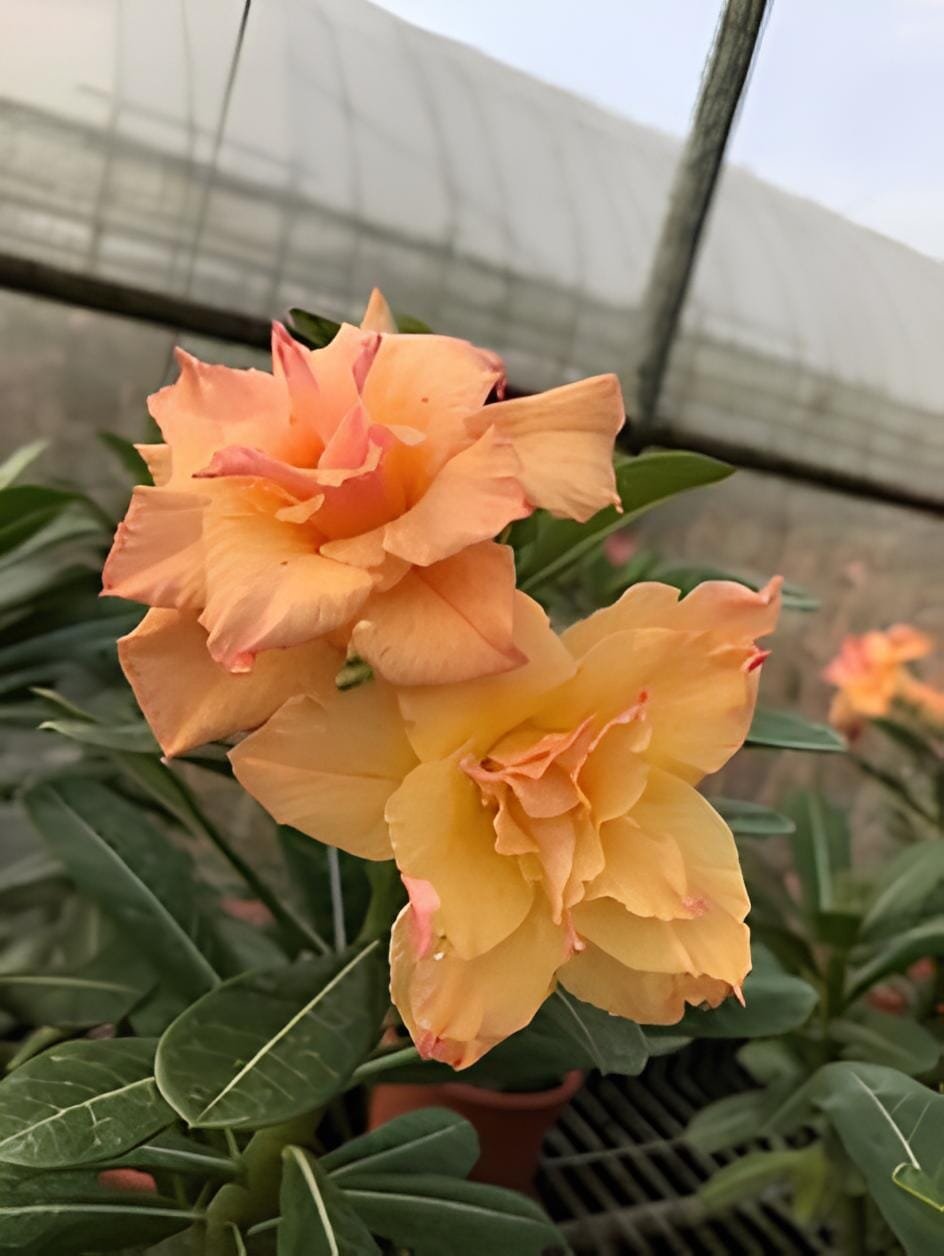 4 Seeds Adenium Orange Petals with Light Purple Stripes Flower