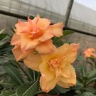 4 Seeds Adenium Orange Petals with Light Purple Stripes Flower