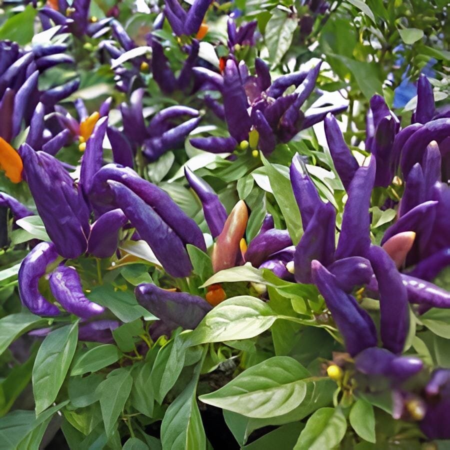 50 Seeds Pod Pepper Dark Purple Chile Vegetables