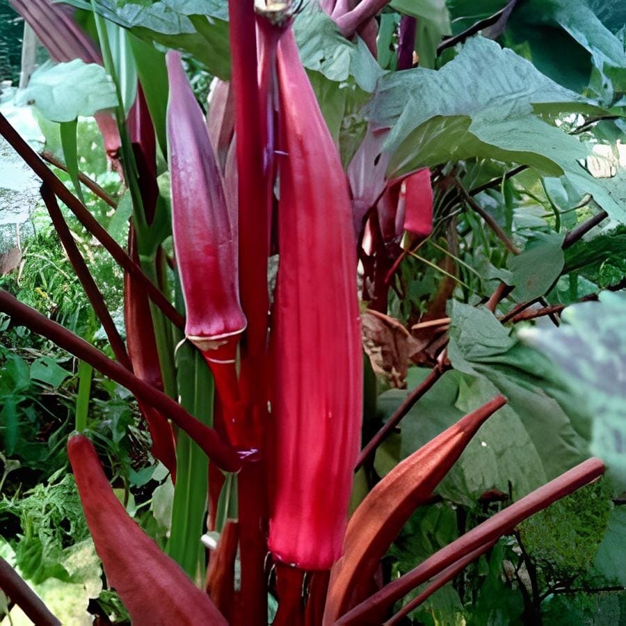 20 Seeds Red Burgundy Okra Herb