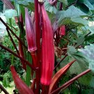 20 Seeds Red Burgundy Okra Herb