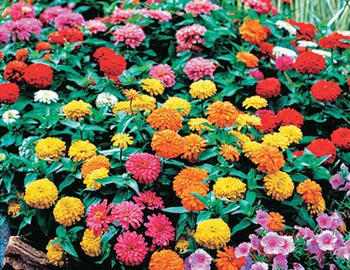 60 Seeds Mix Youth-And-Old-Age Zinnia Elegans Flower
