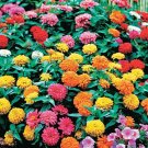 60 Seeds Mix Youth-And-Old-Age Zinnia Elegans Flower