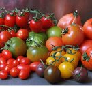 400 Seeds Tomato Family
