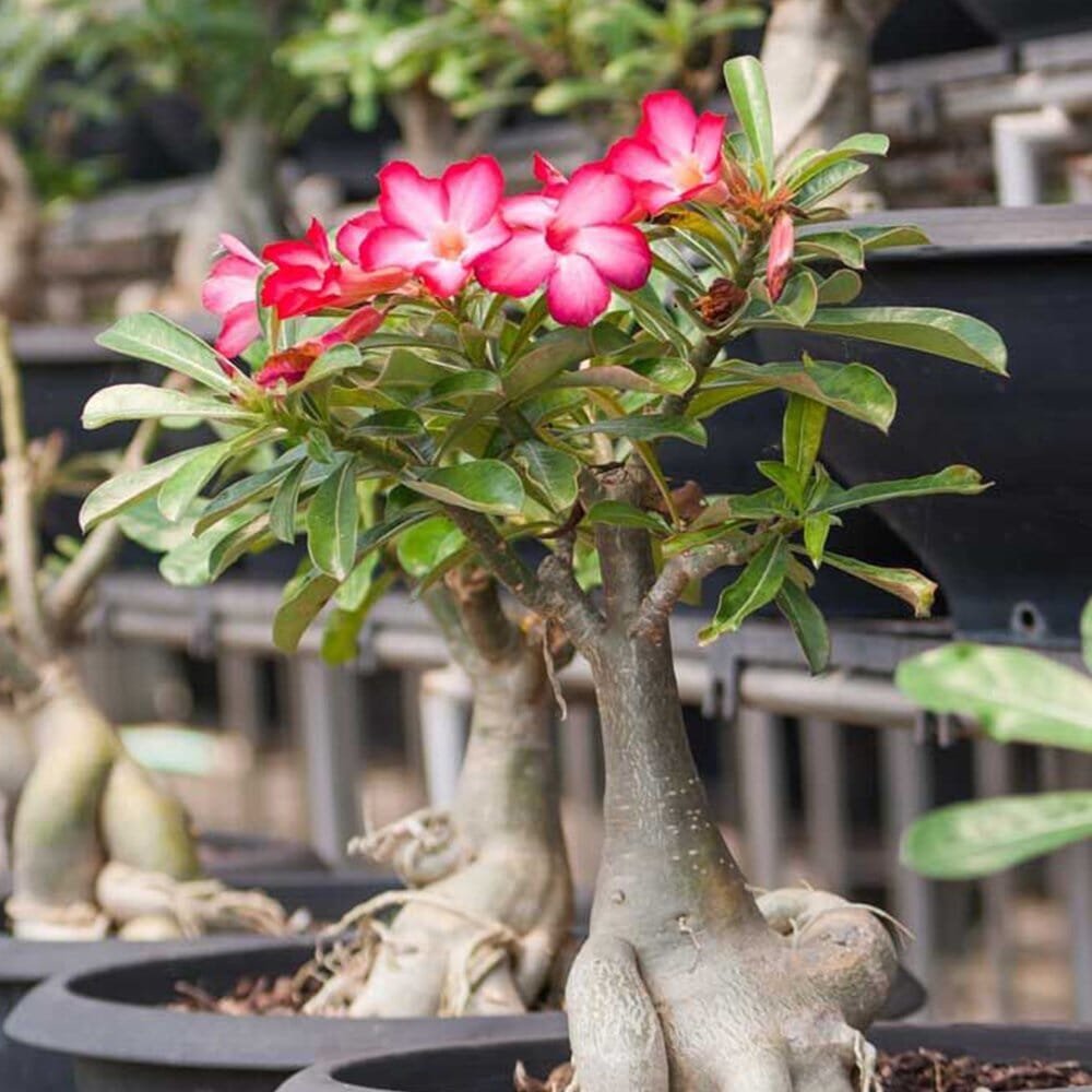 4 Seeds Korhairuy Desert Rose Bonsai