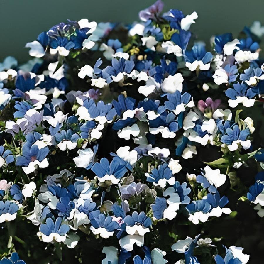60 Seeds Nemesia Strumosa White Blue Flower