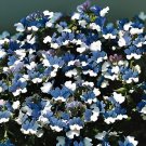 60 Seeds Nemesia Strumosa White Blue Flower
