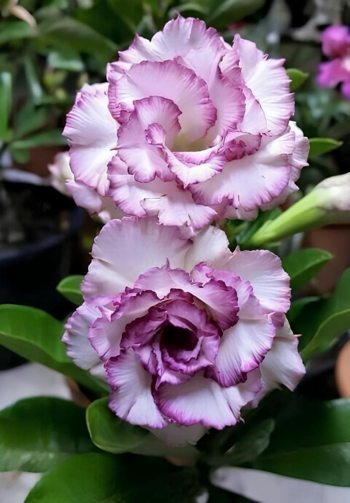 100 Seeds Adenium Corrugated White Petals with Purple Edge Flower