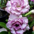 100 Seeds Adenium Corrugated White Petals with Purple Edge Flower