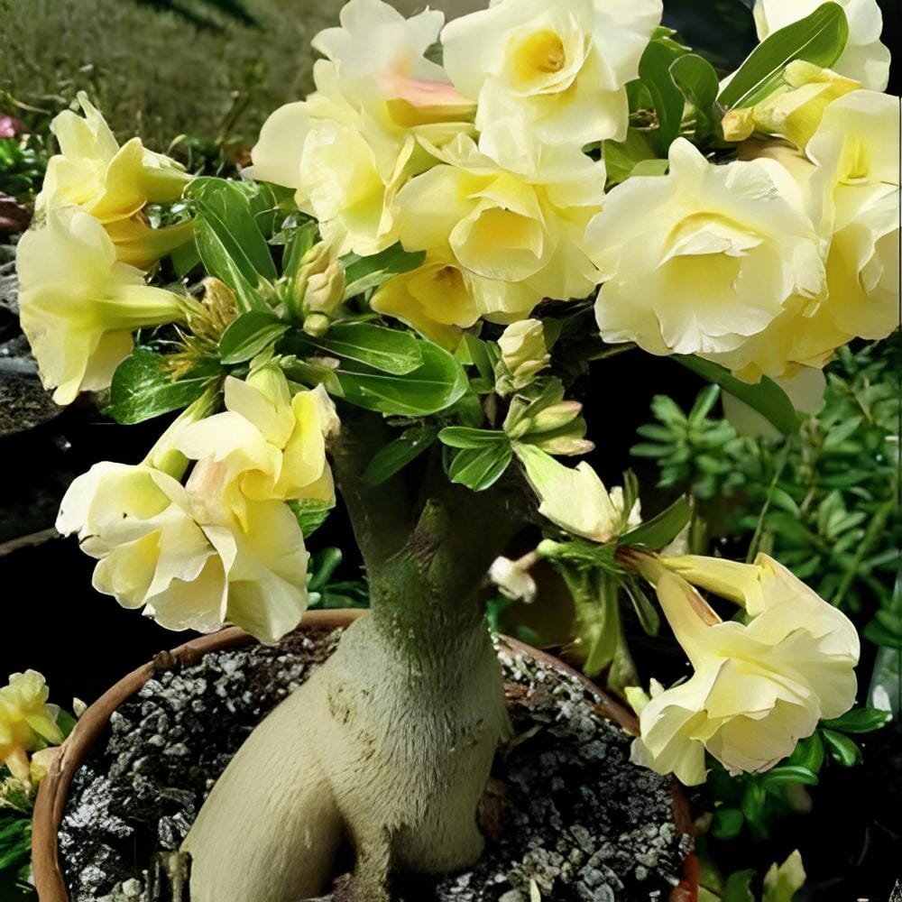 60 Seeds Mixed 16 Types Bonsai Yellow Adenium