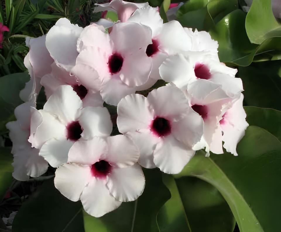 4 Seeds 'Bright Gem' Adenium Obesum White Red Herat Desert Rose