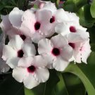 4 Seeds 'Bright Gem' Adenium Obesum White Red Herat Desert Rose