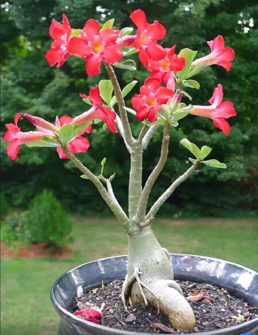 4 Seeds 'Topi' Tropical Plants Adenium Desert Rose Flower