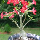 4 Seeds 'Topi' Tropical Plants Adenium Desert Rose Flower