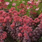 100 Seeds Red Sedum