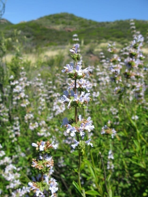 200 Seeds Black Sage Salvia Mellifera Most Fragrant