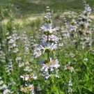 200 Seeds Black Sage Salvia Mellifera Most Fragrant