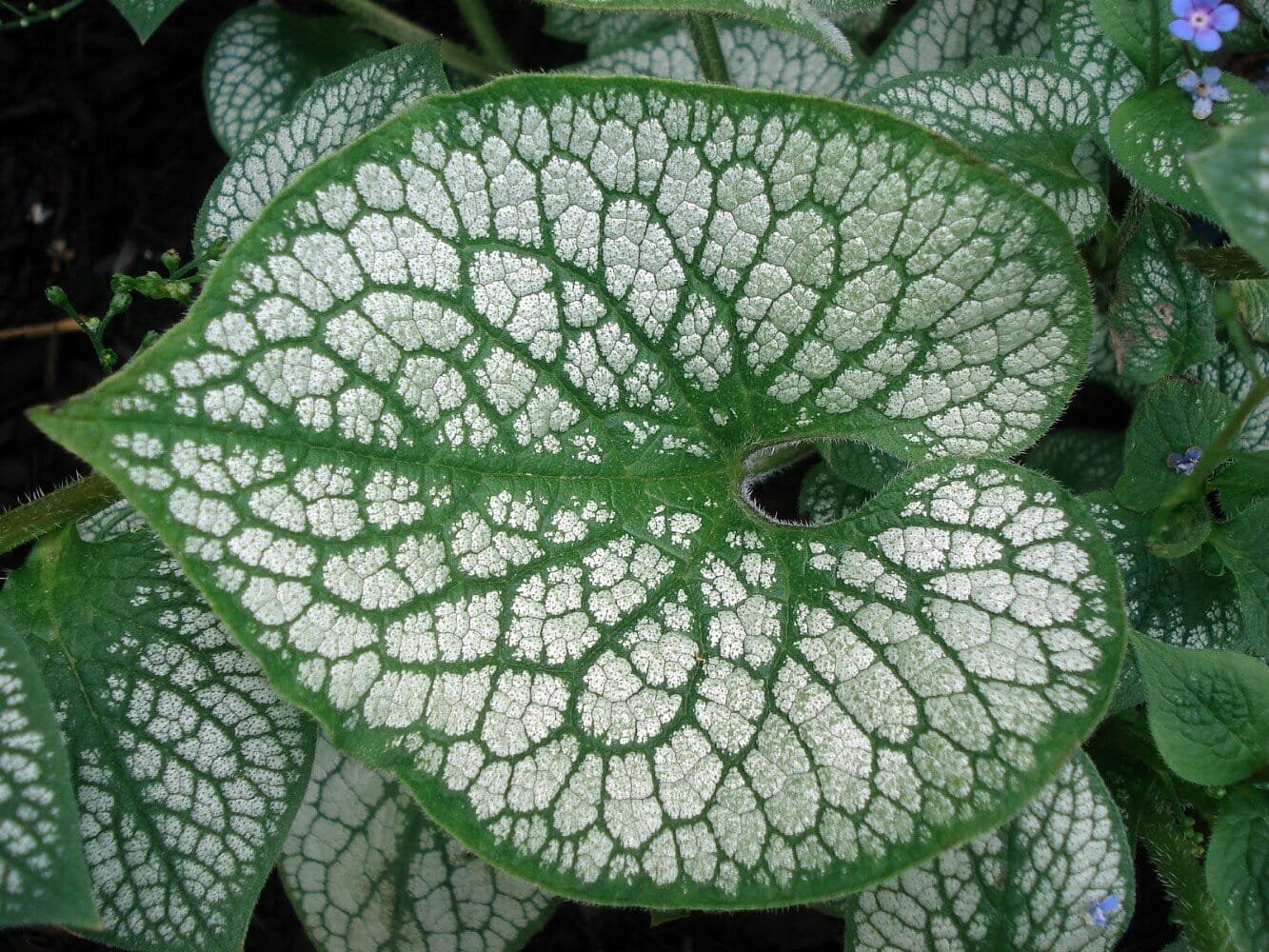 100 Seeds Sea Heart Brunnera Shade Blue Flowers Gallon Pot