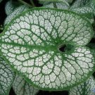 100 Seeds Sea Heart Brunnera Shade Blue Flowers Gallon Pot