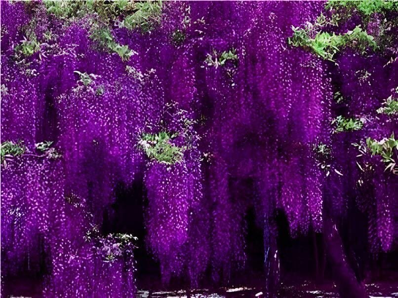 200 Seeds Deep Purple & Rose Red Wisteria Bonsai Flowers