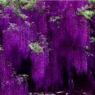 200 Seeds Deep Purple & Rose Red Wisteria Bonsai Flowers