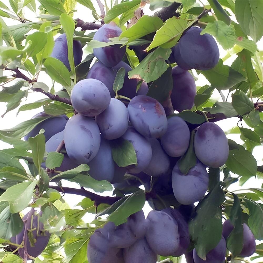 70 Seeds Purple Plum Bonsai Fruits