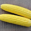 200 Seeds Super Sweet Fresh Yellow Corn High Yield