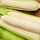 400 Seeds Sweet Glutinous White Hybrid Corn