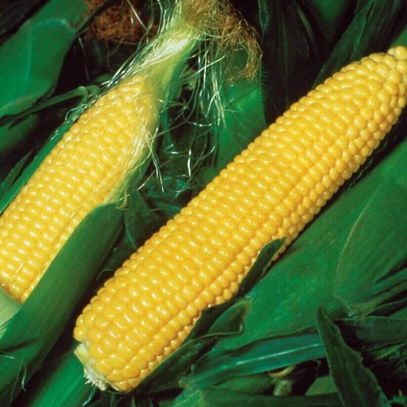 400 Seeds 'Pin Nuo 28' Bright Yellow Corn Hybrid High Yield