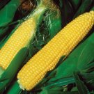 400 Seeds 'Pin Nuo 28' Bright Yellow Corn Hybrid High Yield