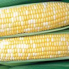 200 Seeds 'Super Sweet 2008' Sweet Yellow White Corn Hybrid